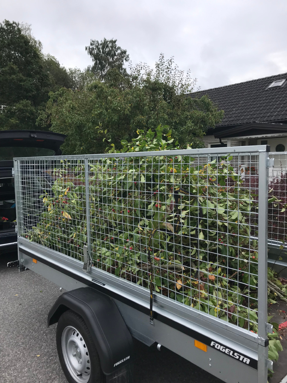 Trädgårdsskötsel Trädgårdsmästare Skott